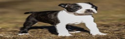 Boston Terrier dogs for sale: Rusty a Boston Terrier Puppy  - Ad 5