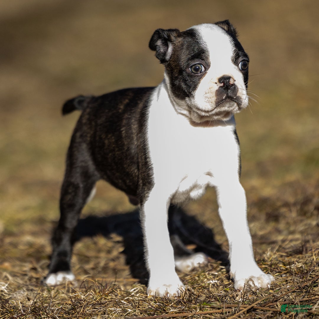 Boston Terrier dogs for sale: Rusty a Boston Terrier Puppy  - Ad 5