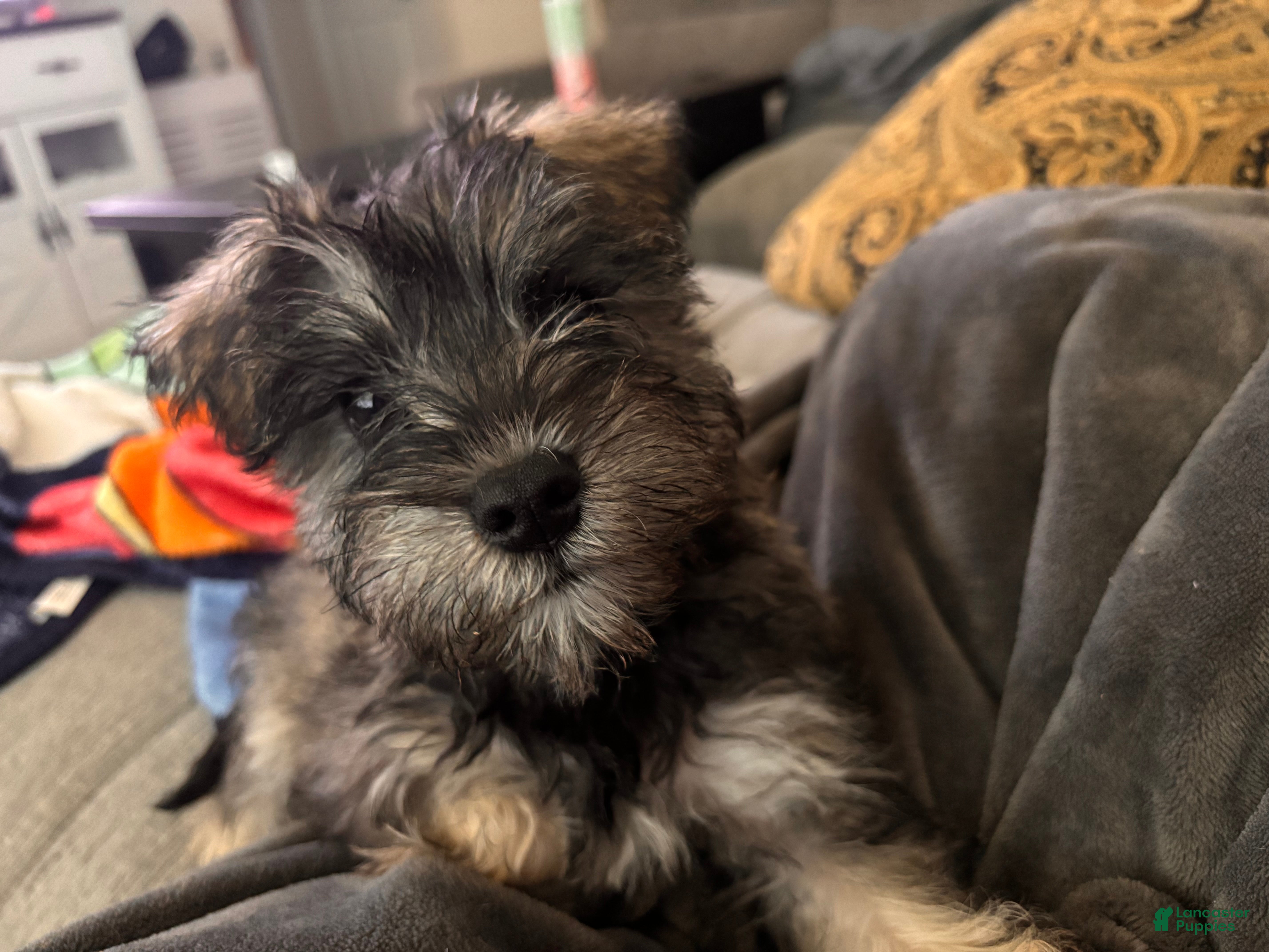 Miniature Schnauzer dogs Miniature Schnauzer 1 - Ad 29