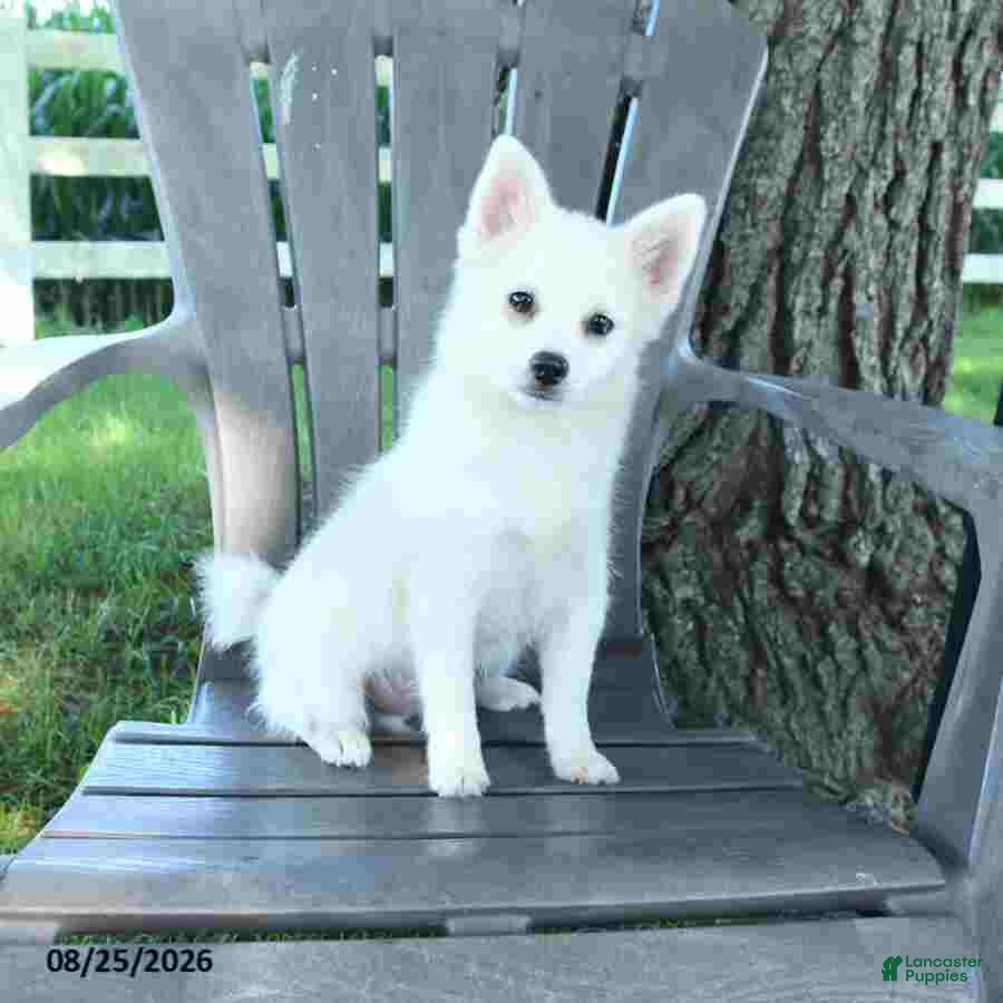 Pomsky dogs Alex - Ad 2