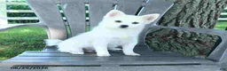 Pomsky dogs for sale: Alex - Ad 2