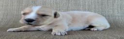 Australian Shepherd dogs for sale: Candy - Ad 6