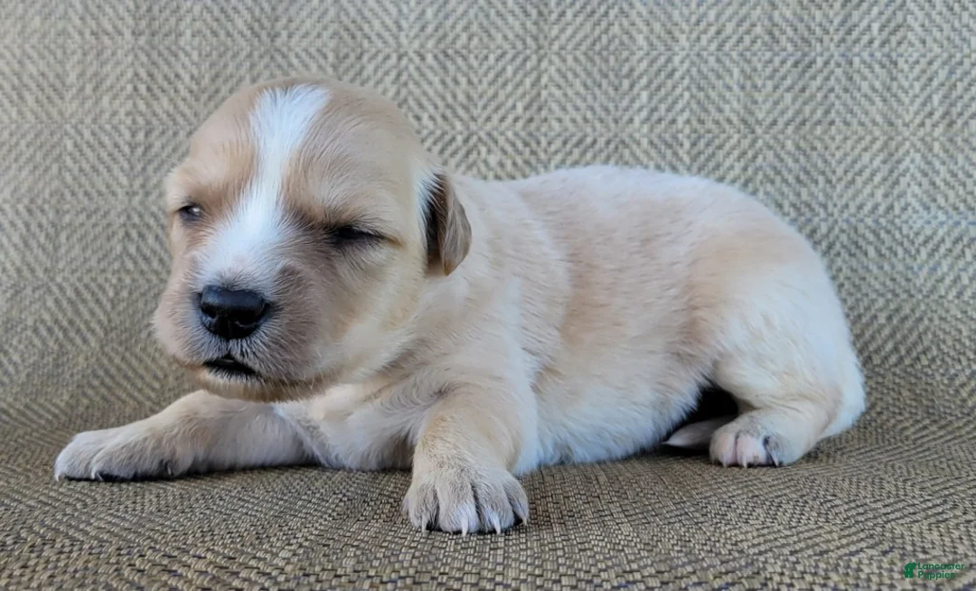 Australian Shepherd dogs for sale: Candy - Ad 6