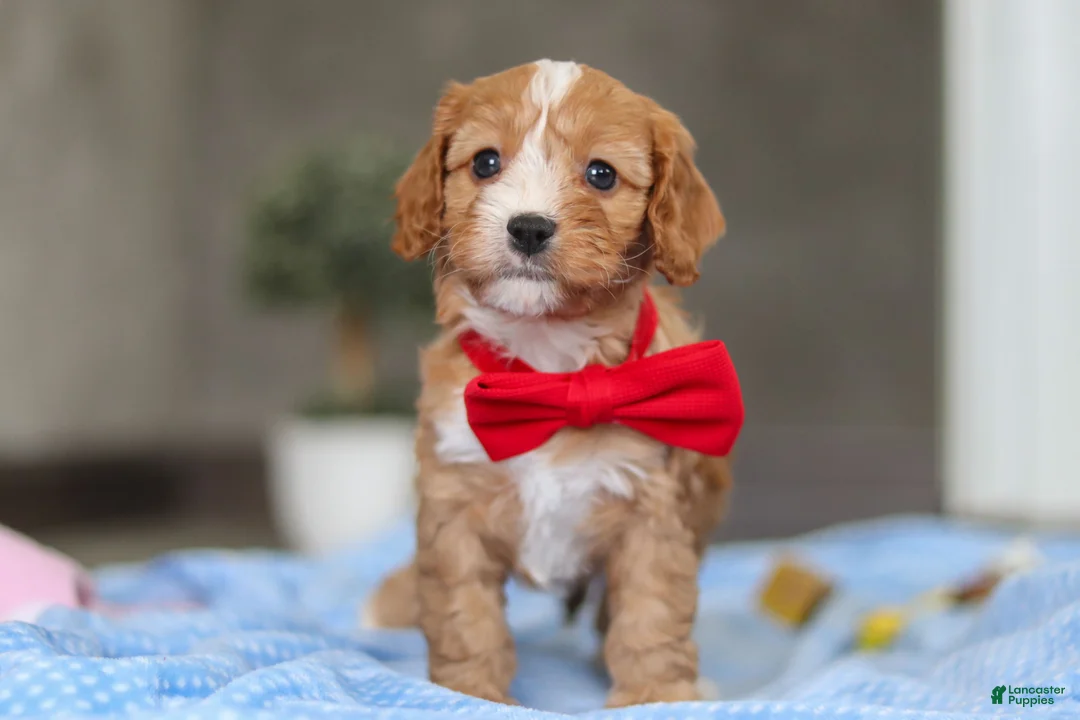 Cavapoo dogs for sale: Rocky - Ad 1