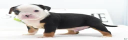 Mixed Breed dogs for sale: Diesel - Ad 7