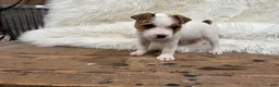 Jack Russell Terrier dogs for sale: Rea Puppy 4 - Ad 4