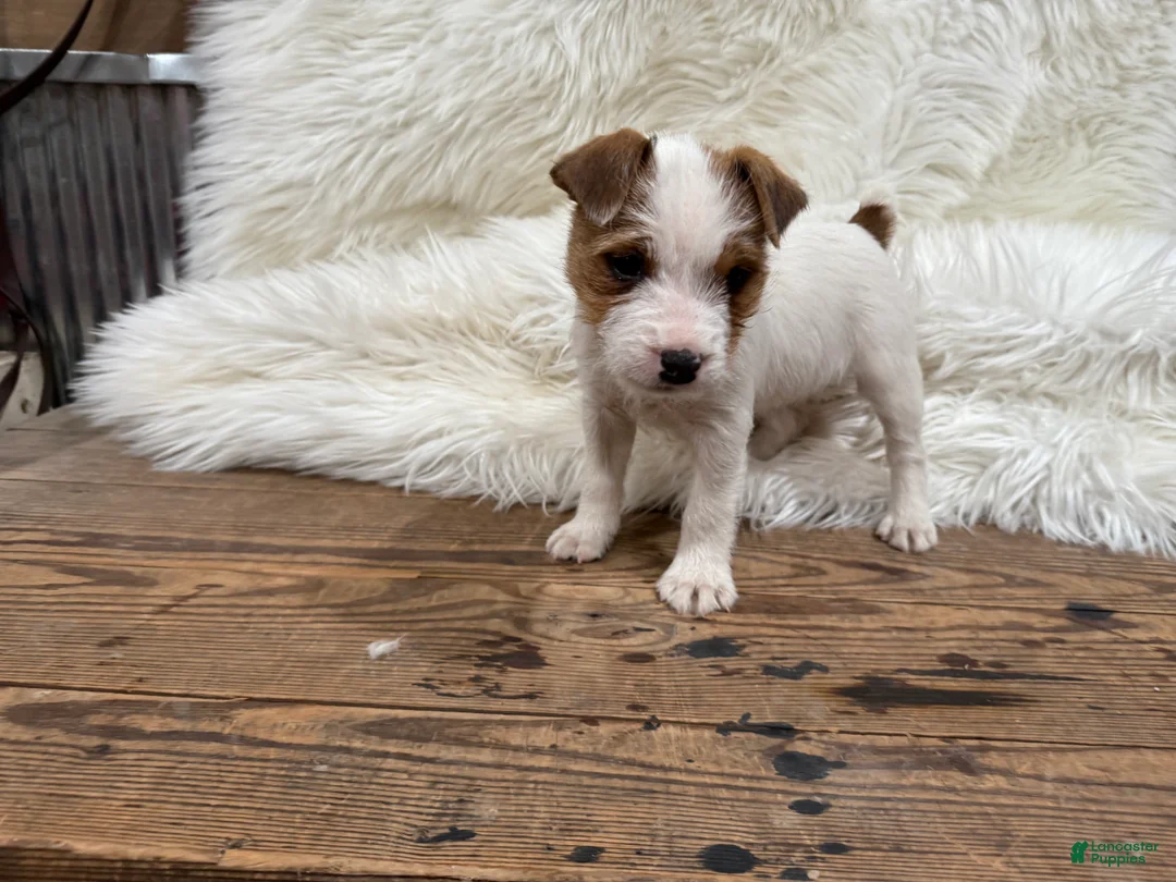 Jack Russell Terrier dogs for sale: Rea Puppy 4 - Ad 4