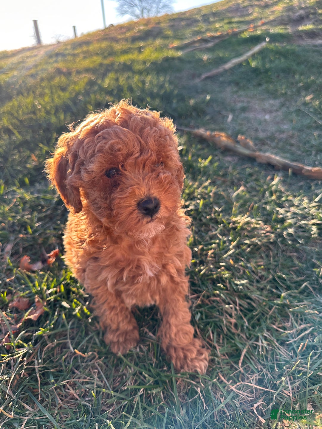Toy Poodle dogs for sale: Coco- AKC POTTY TRAINED - Ad 3