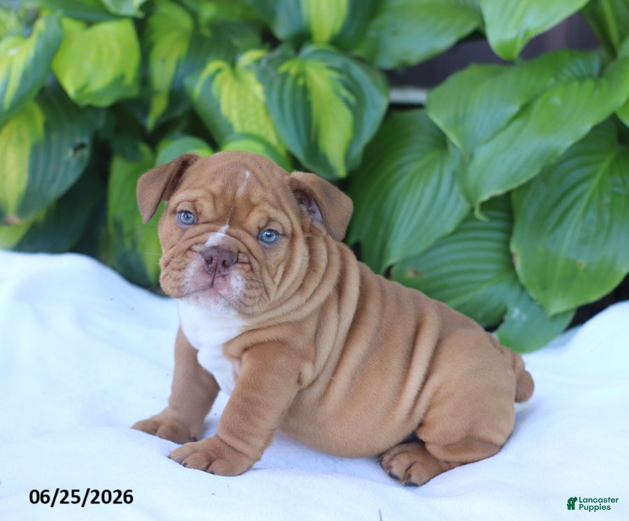 English Bulldog dogs Rufus - Ad 1