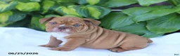 English Bulldog dogs for sale: Rufus - Ad 1