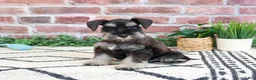 Miniature Schnauzer dogs for sale: Tristan  - Ad 5