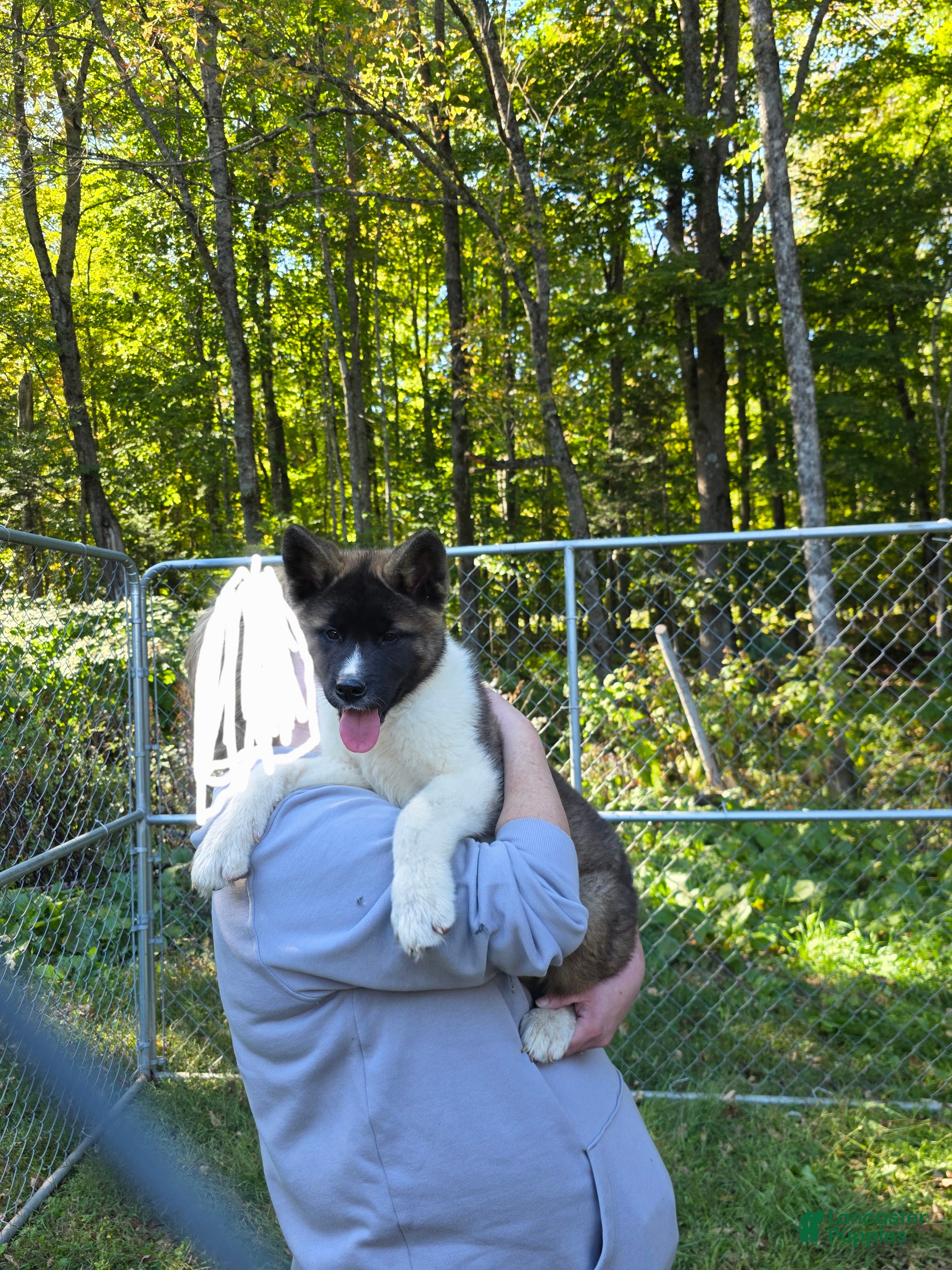 Akita dogs Akita 1 - Ad 27