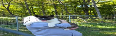 Akita 1