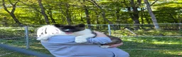 Akita dogs for sale: Akita 1 - Ad 1