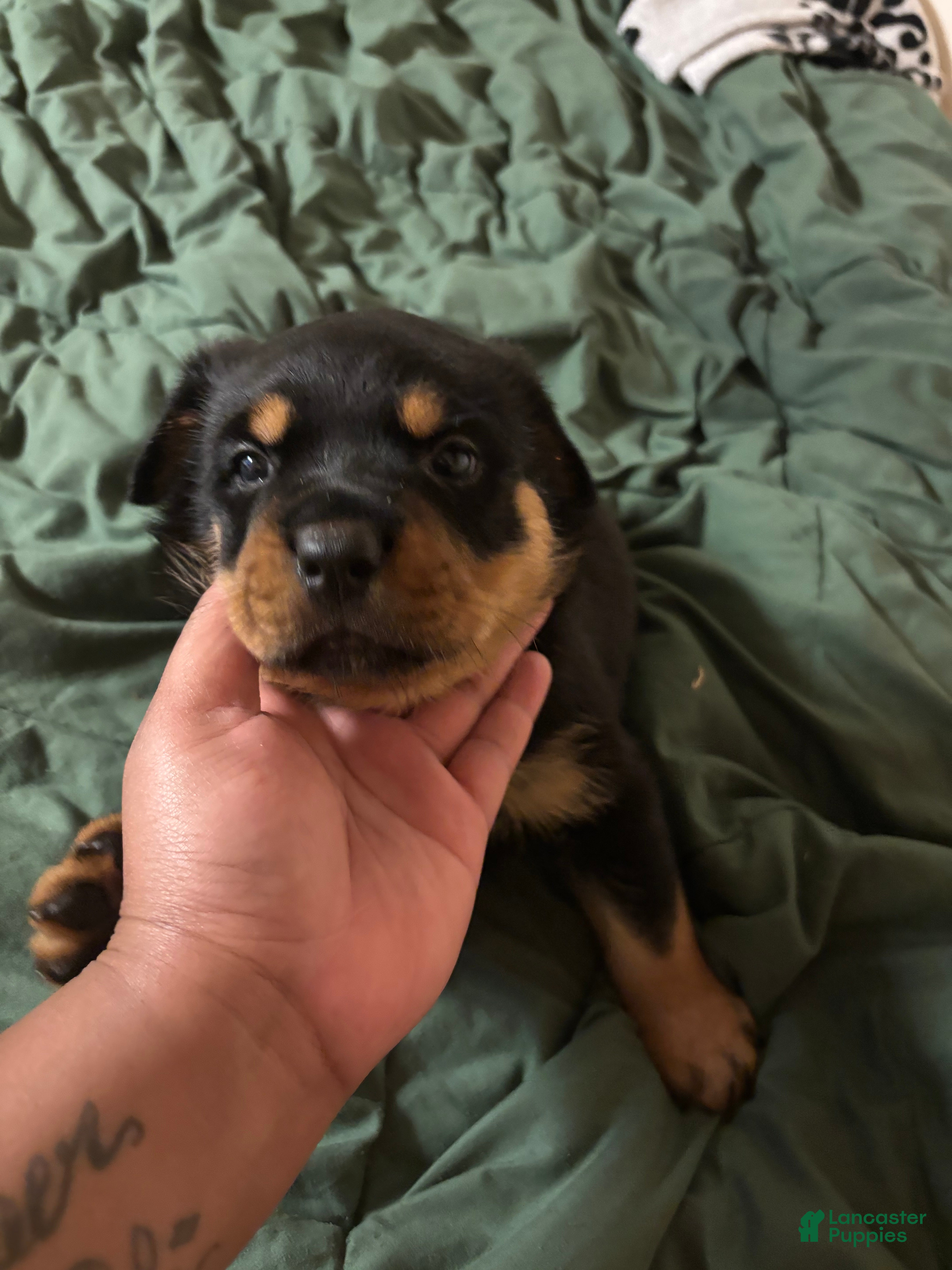 Rottweiler dogs Rottweiler 1 - Ad 6