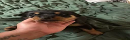 Rottweiler dogs for sale: Rottweiler 1 - Ad 1