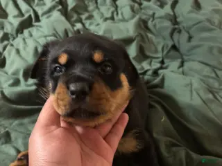 Rottweiler dogs Rottweiler 1 - Ad 15