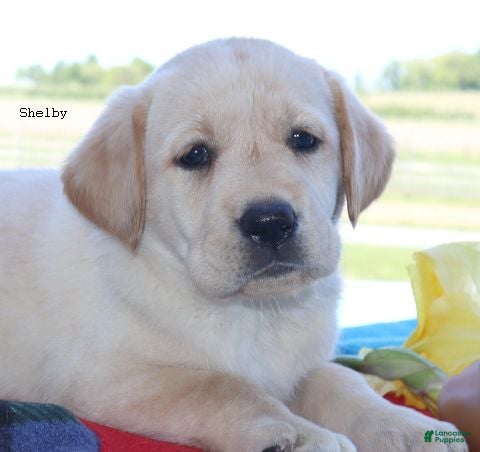 Labrador Retriever dogs Shelby- English Champ lines - Ad 2