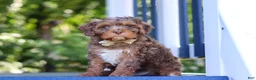 Cavapoo dogs for sale: Teddy - Ad 8