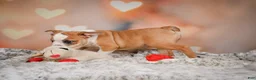 English Bulldog dogs for sale: English Bulldog 1 - Ad 4