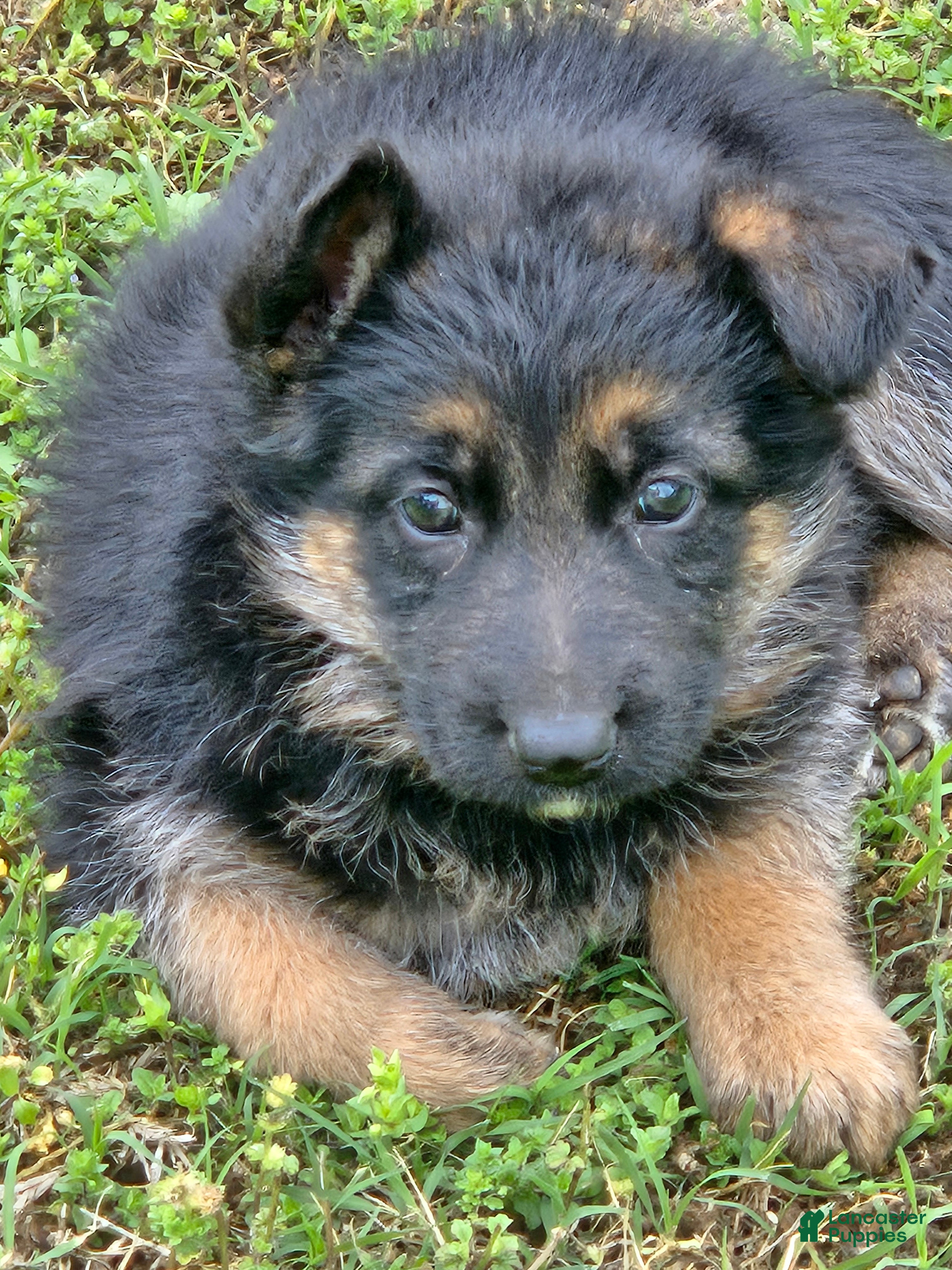 German Shepherd dogs German Shepherd Puppy 1 - Ad 16