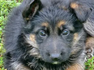 German Shepherd dogs German Shepherd Puppy 1 - Ad 16