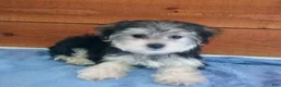 Morkie dogs for sale: Princess - Ad 3