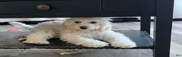 Cavapoo dogs for sale: Rosa  - Ad 4