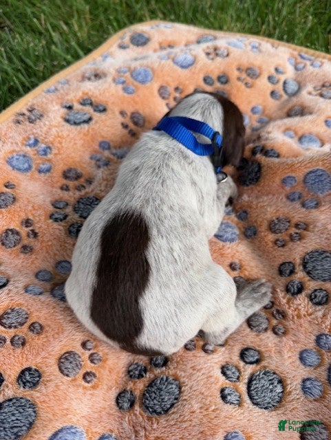 Wirehaired Pointing Griffon dogs Puppy 7 - Ad 4