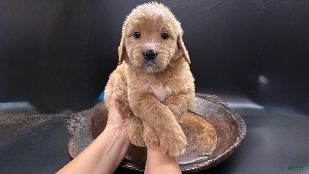 Mini Goldendoodle dogs for sale: Maggie F One - Ad 3