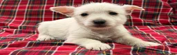 West Highland Terrier dogs for sale: Makayla - Ad 3