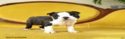 Boston Terrier dogs for sale: Romeo - Ad 7