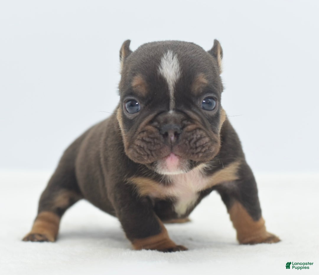 Mixed Breed dogs for sale: Kong micro bully hybrid  - Ad 18