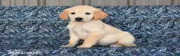 Golden Retriever dogs for sale: Natalie - Ad 4