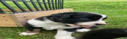 Australian Shepherd dogs for sale: Mr.T (Tommy) - Ad 7