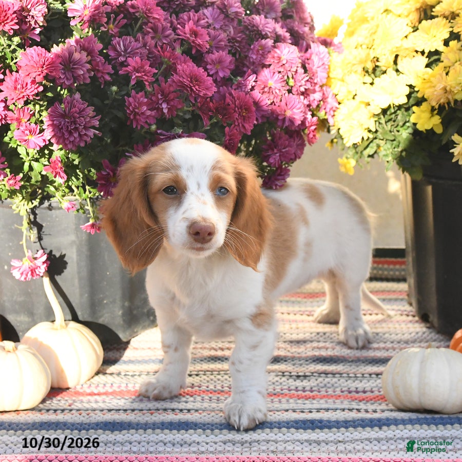 Miniature Dachshund dogs for sale: Kara - Ad 1