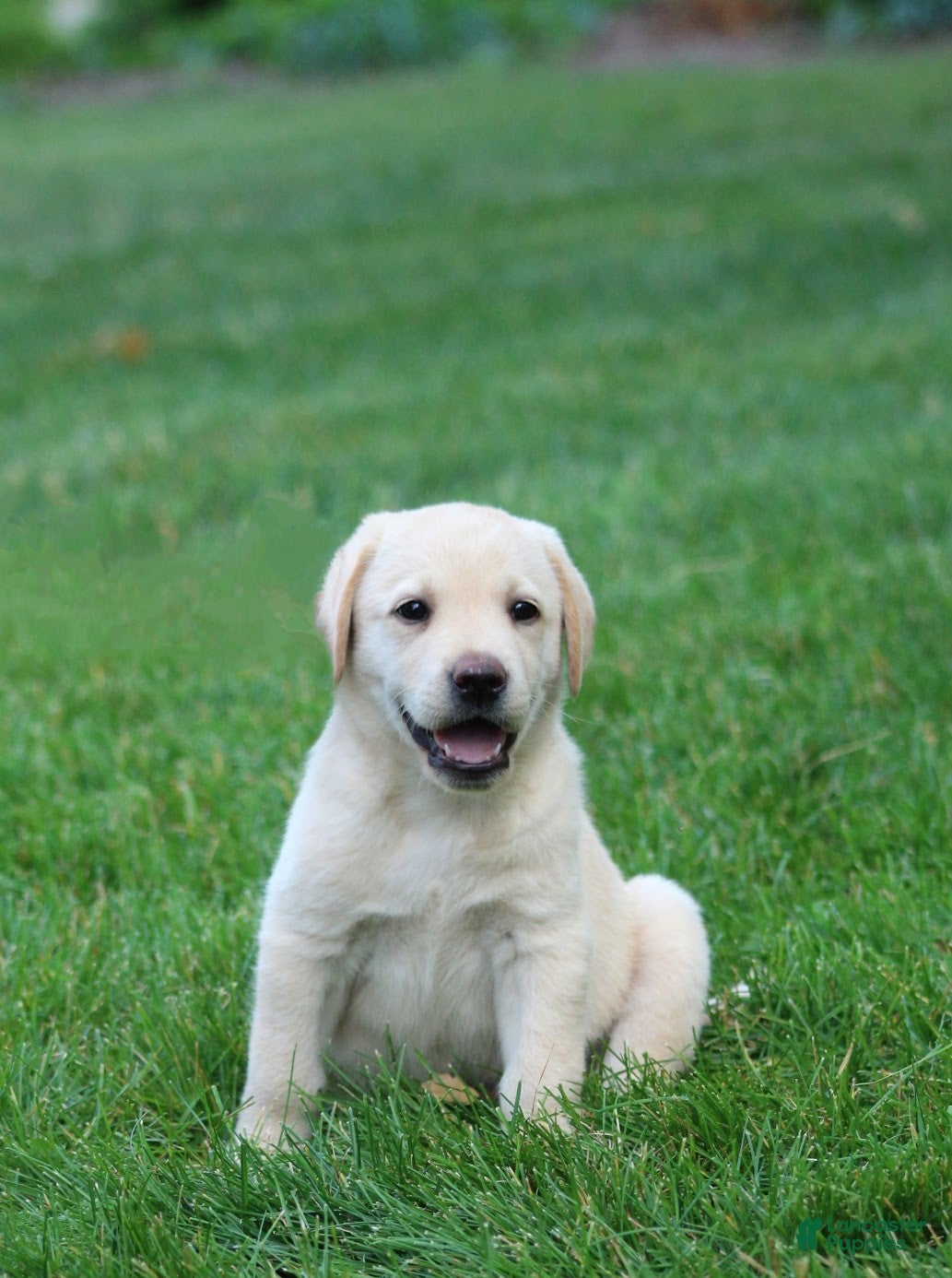 Labrador Retriever dogs Theo - Ad 1