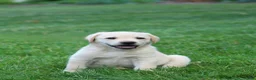 Labrador Retriever dogs for sale: Buddy - Ad 6