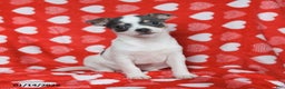Chihuahua dogs for sale: Joy - Ad 1