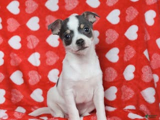 Chihuahua dogs Joy - Ad 17