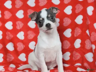 Chihuahua dogs Joy - Ad 13