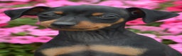 Miniature Pinscher dogs for sale: Bullet - Ad 1