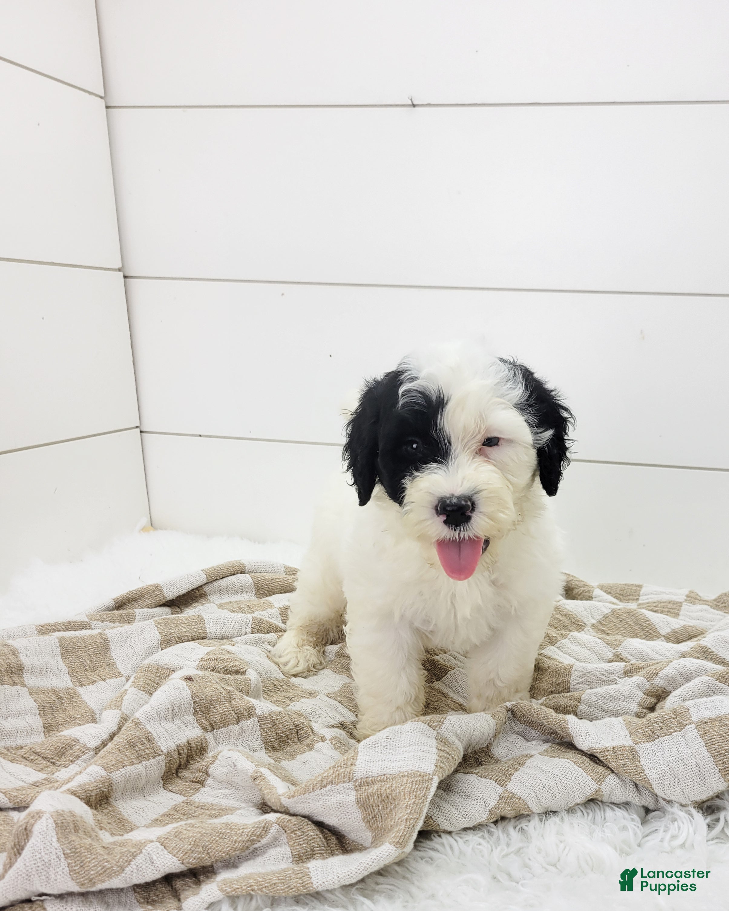 Portuguese Water Dog dogs Hughes - Ad 17