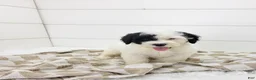 Portuguese Water Dog dogs for sale: Hughes - Ad 1