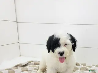 Portuguese Water Dog dogs Hughes - Ad 17