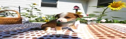 Jack Chi dogs for sale: Jack Chi 3 Charlie - Ad 3