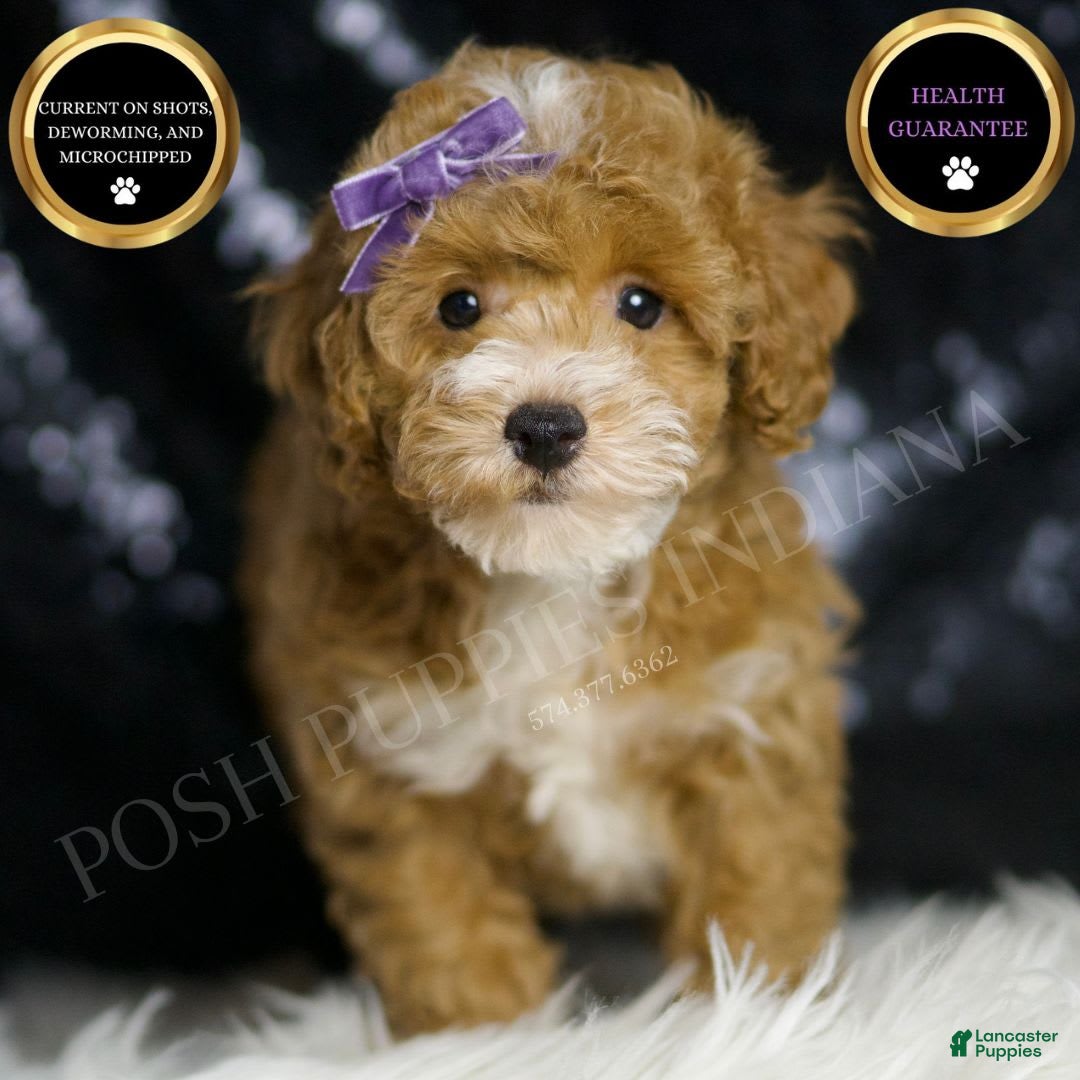 Apricot Maltipoo Docked Tail Maltipoo Purebred Puppy For Sale - Main Image