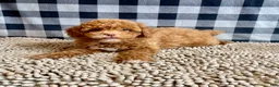 Miniature Poodle dogs for sale: Ned - Ad 1