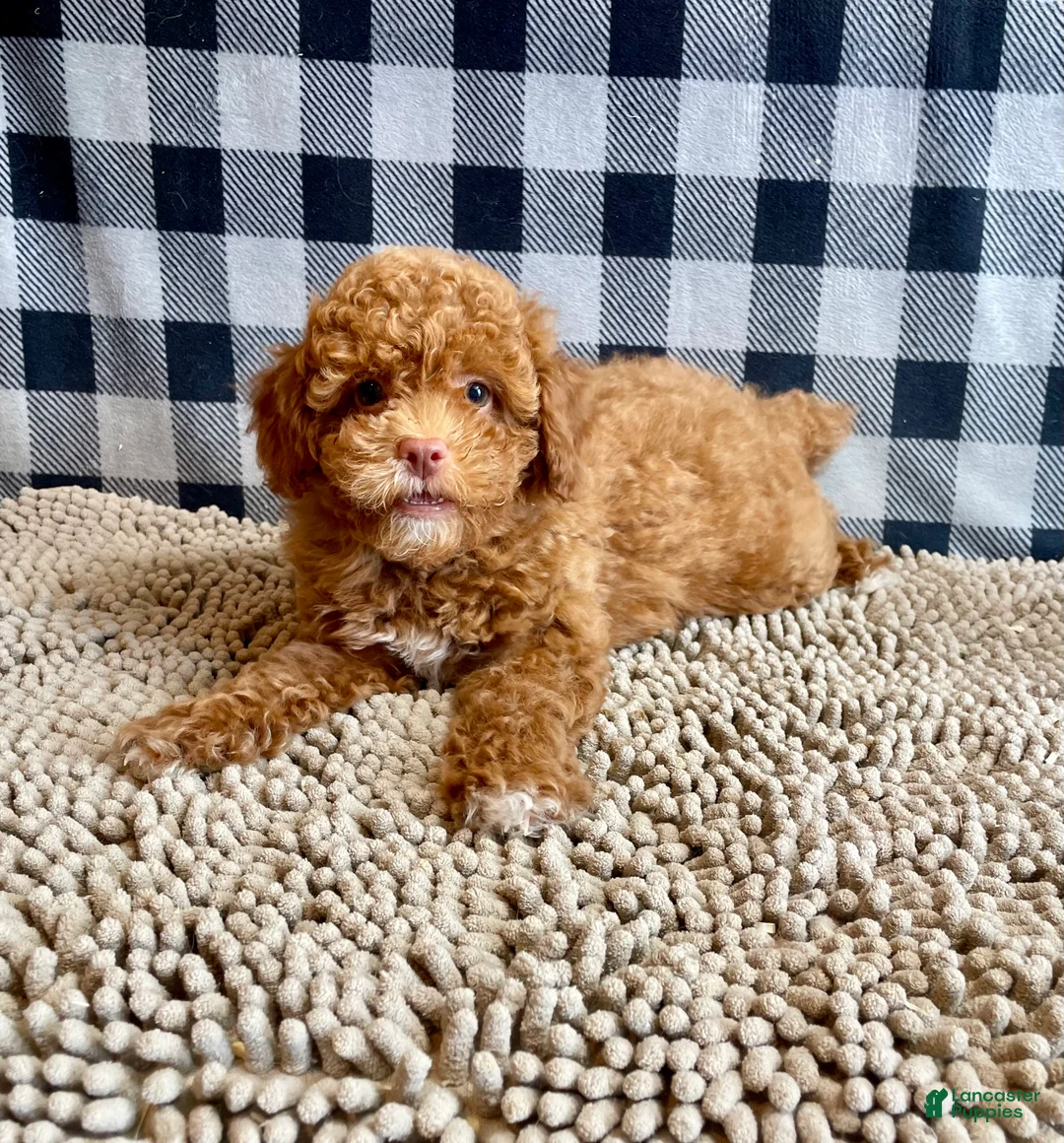 Miniature Poodle dogs for sale: Ned - Ad 1