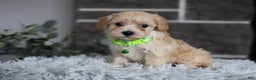 Maltipoo dogs for sale: Sawyer - Ad 10